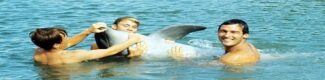 دانلود سریال فلیپر Flipper 1964 – 1967 دوبله فارسی